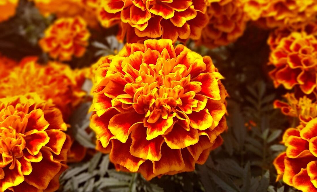 El cempasúchil no puede faltar en el Día de Muertos. Foto: Pixabay