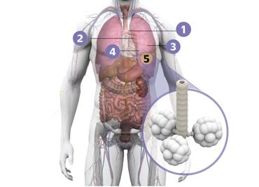 Descubren proteína relacionada con el cáncer de pulmón