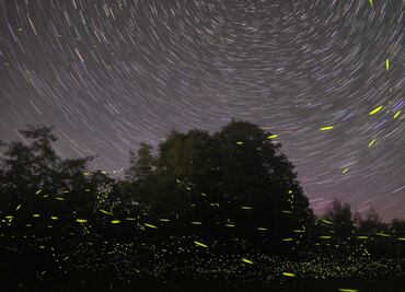 Cancelan temporada de luciérnagas en santuario de Tlaxcala