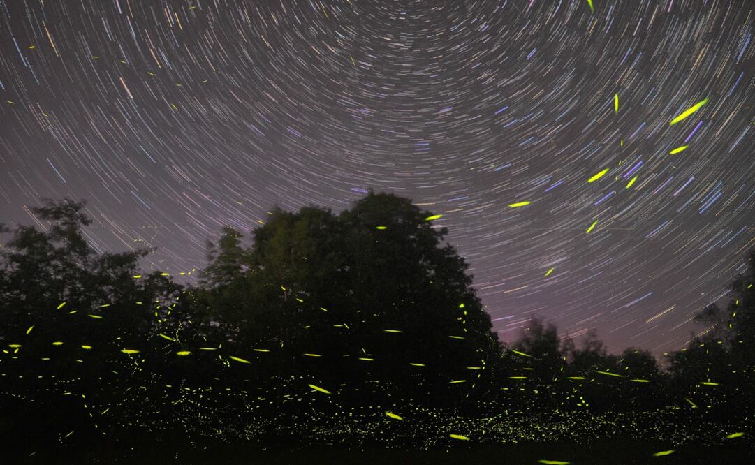 Entre los protocolos más recientes del Santuario de las Luciérnagas había grupos más reducidos. Foto: Unsplash. Mike Lewinski