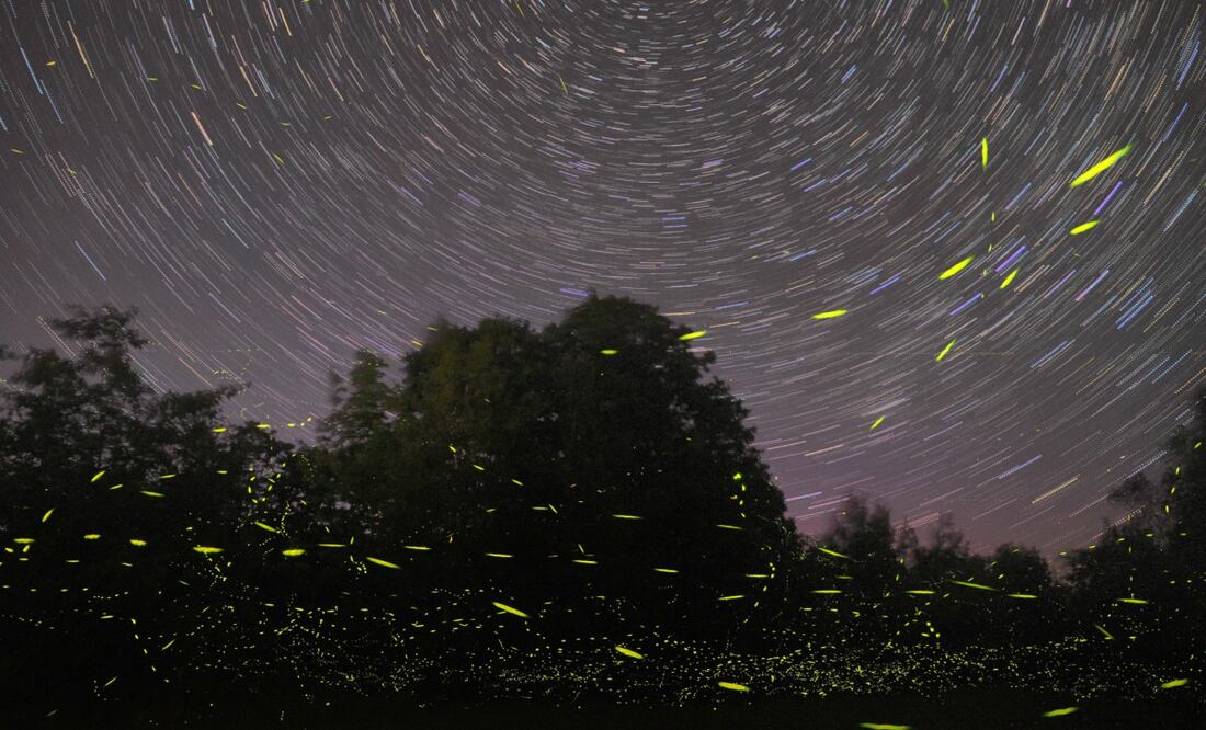 Entre los protocolos más recientes del Santuario de las Luciérnagas había grupos más reducidos. Foto: Unsplash. Mike Lewinski