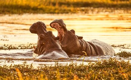 Fotografía de vida salvaje