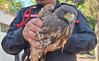 Policía capitalina auxilia a águila lesionada en GAM; recibe atención especializada