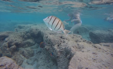 Tesoros marinos sin protección