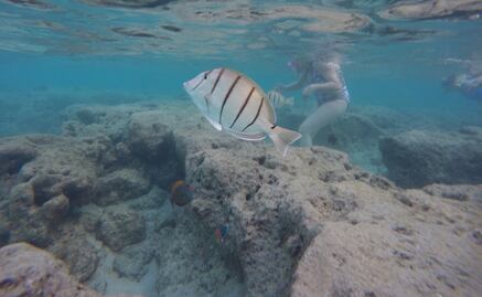 Tesoros marinos sin protección