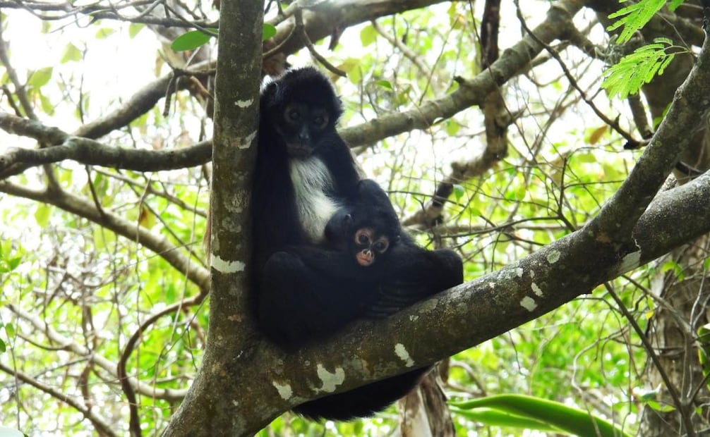 Conanp reporta el nacimiento de una tercera cría de mono araña en el área natural protegida Parque Nacional Cañón del Sumidero, Chiapas. Foto: Conanp