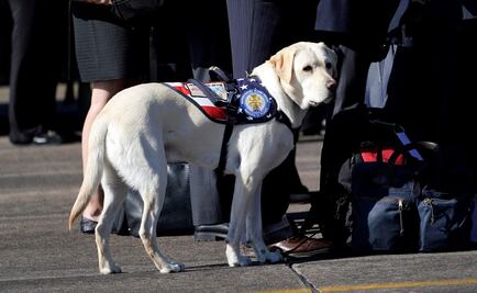Sully, el perro de George H.W. Bush que no se separa del ex presidente