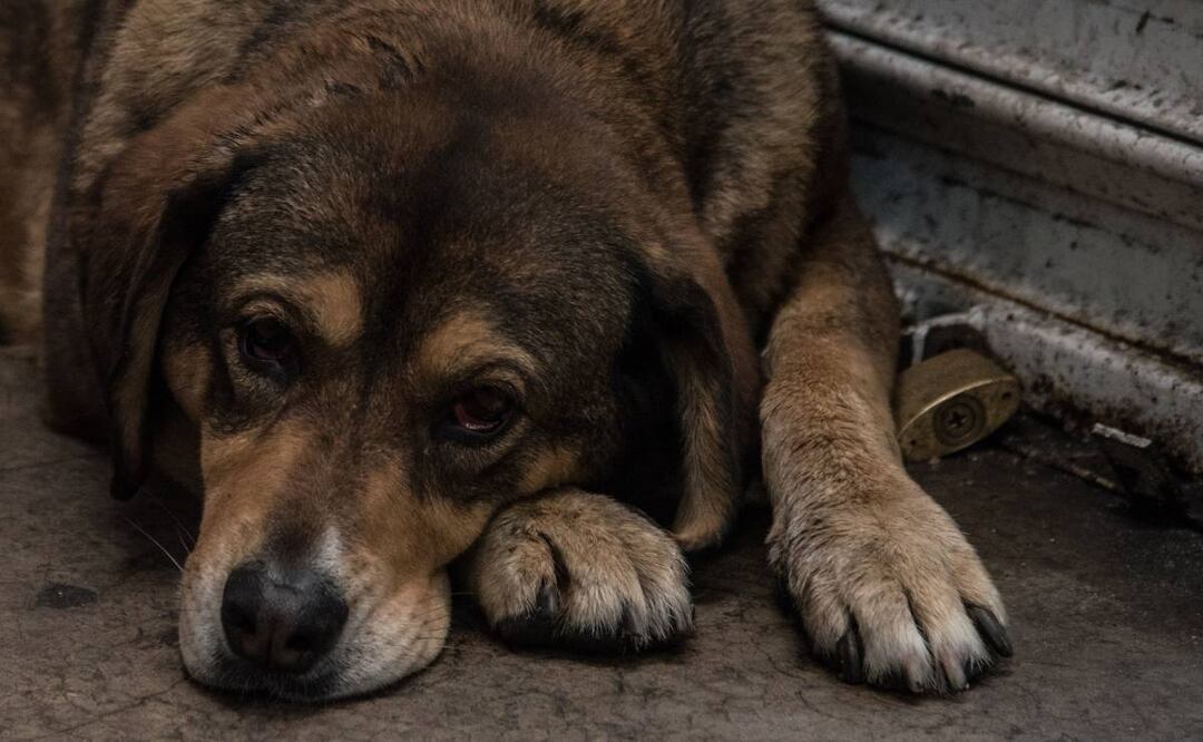 Foto: Archivo Cuartoscuro