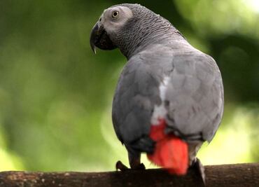 Si eres padre, descubre cuáles son las mascotas que no debe tener tu hijo, según un experto veterinario
