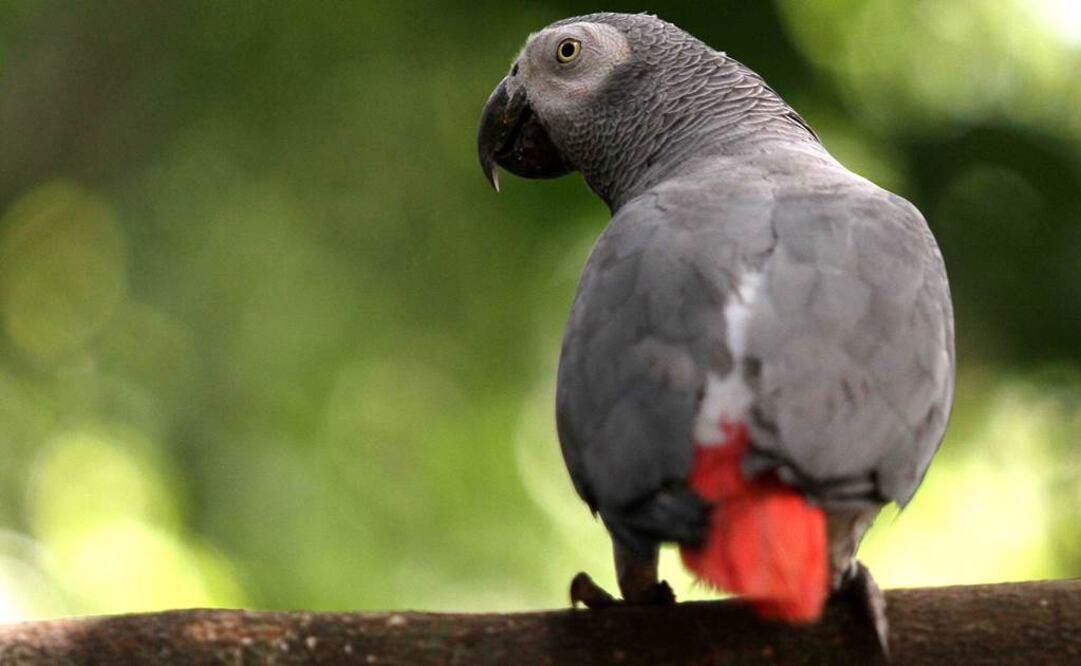 Loro. Foto: Archivo / EL UNIVERSAL