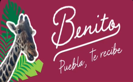 Gobierno de Puebla ofrece pagar traslado de la jirafa “Benito”