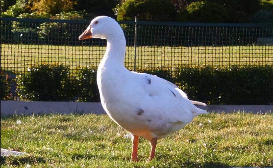 Thomas fue un ganso bisexual que murió el 4 de febrero y será enterrado junto a su compañero de vida por casi 30 años. (FOTO: Tomada de Facebook)