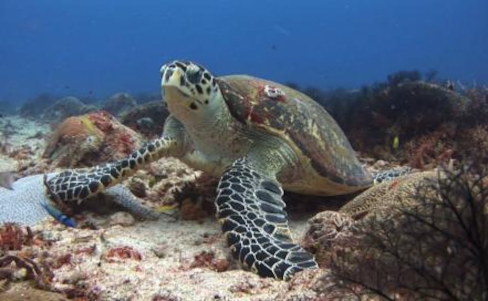 Descubre la isla de Yucatán que solo acepta 111 turistas al día