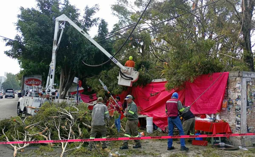Rama cae sobre puesto ambulante en Azcapotzalco
(21/09/26)
Foto: Especial.