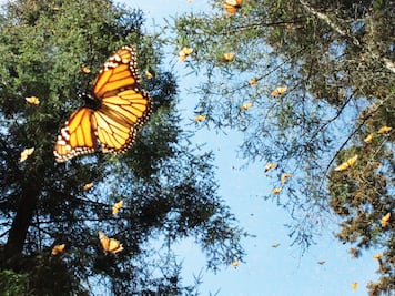 Gendarmería Ambiental clausura 7 aserraderos en reserva de monarcas