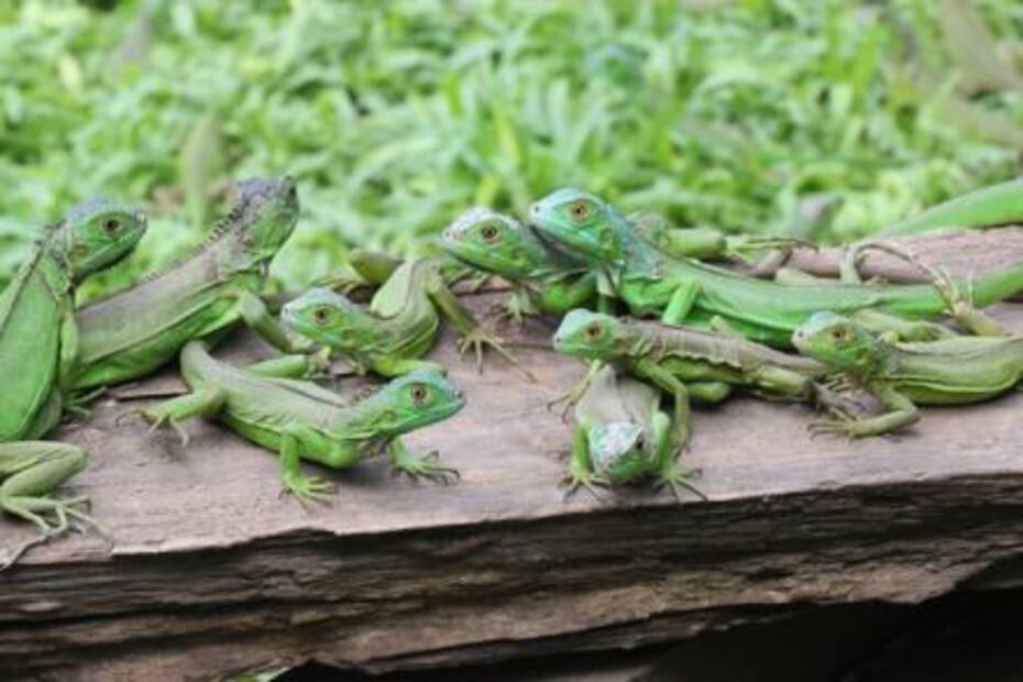 Abilio, de cazador a protector Iguanero