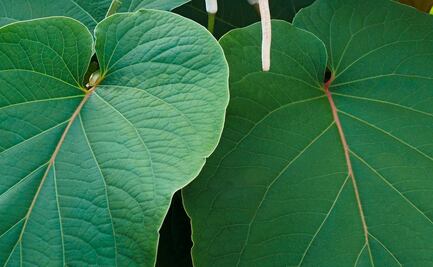 Conoce los usos y propiedades de la Hoja Santa