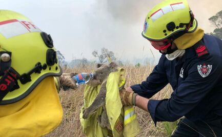Fallece el koala rescatado durante los feroces incendios de Australia