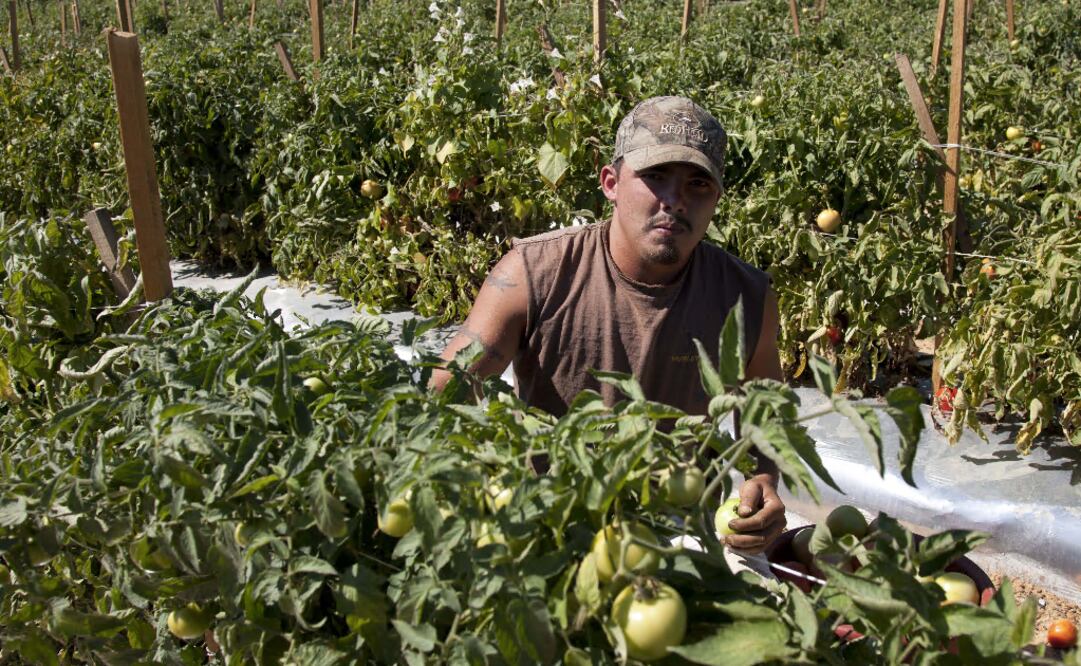 Many Mexican farmers opt for temporary jobs in the U.S. and Canada - Photo: Dave Martin /AP