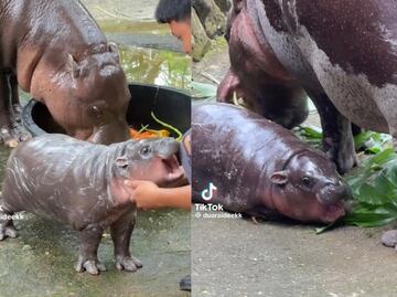 Moo Deng, el peculiar hipopótamo de 2 meses que está causando sensación en TikTok