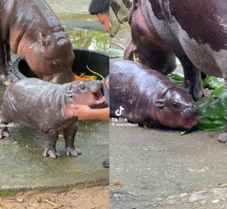 Esta bebé hipopótamo fue bautizada con el nombre Moo Deng, el cual significa “cerdo saltarín” en tailandés. Foto: TikTok