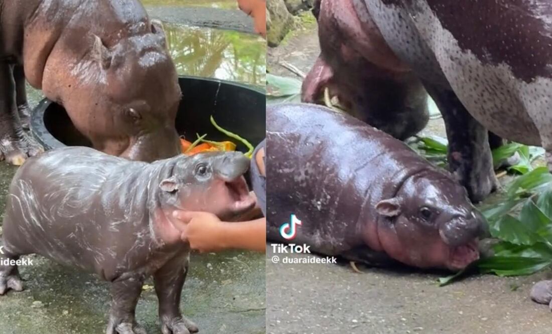 Esta bebé hipopótamo fue bautizada con el nombre Moo Deng, el cual significa “cerdo saltarín” en tailandés. Foto: TikTok