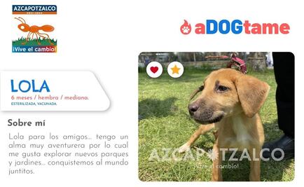 Adogtame: la colecta que busca ropa y cobijas para perros callejeros en Azcapotzalco