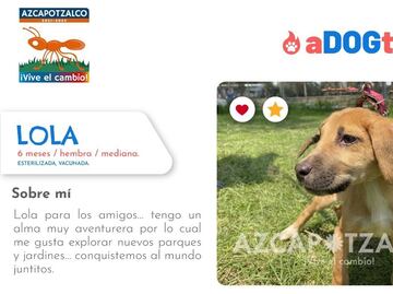 Adogtame: la colecta que busca ropa y cobijas para perros callejeros en Azcapotzalco