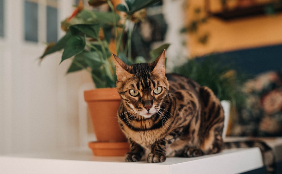 El síndrome del gato solitario afecta a millones de gatitos y a veces nadie se da cuenta. Foto: Canva