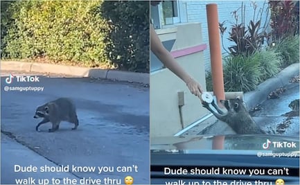 VIDEO: El insólito momento de un mapache en un local de donas que se viralizó en TikTok