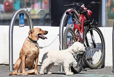 Presentan iniciativa para dar hasta 14 años de cárcel a quien robe o secuestre mascotas en la CDMX