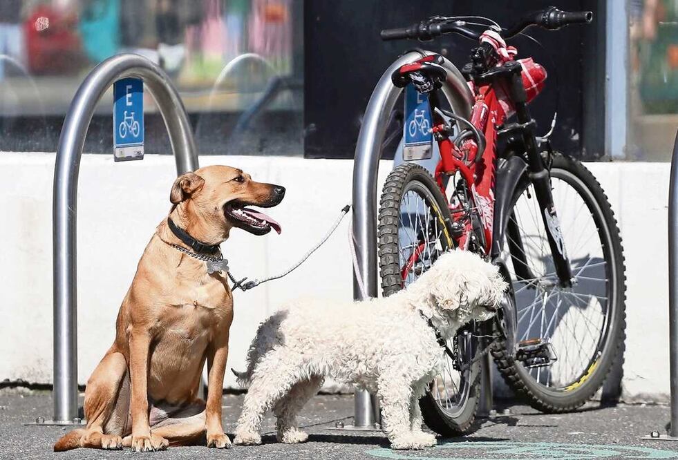 Las alcaldías más peligrosas para los perros de raza son Benito Juárez, Gustavo A. Madero, Miguel Hidalgo, Cuauhtémoc y Coyoacán. Foto: Archivo/EL UNIVERSAL