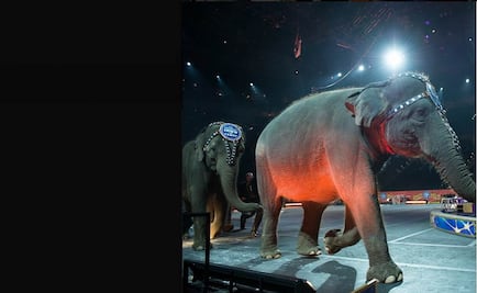 Circo Ringling Bros. elimina actos de elefantes