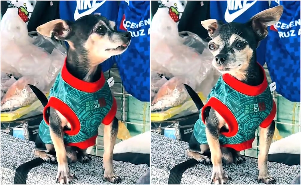 Pinky es el chihuahueño que ha causado furor en redes sociales. Fotos. TikTok