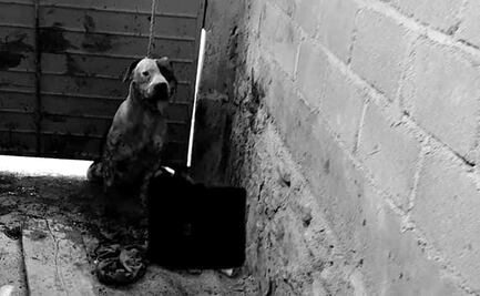 Pitbull ataca y casi arranca brazo a presunto ladrón en Chiapas; descartan que sea sacrificado