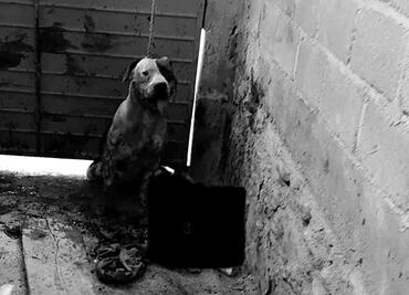 Pitbull ataca y casi arranca brazo a presunto ladrón en Chiapas; descartan que sea sacrificado