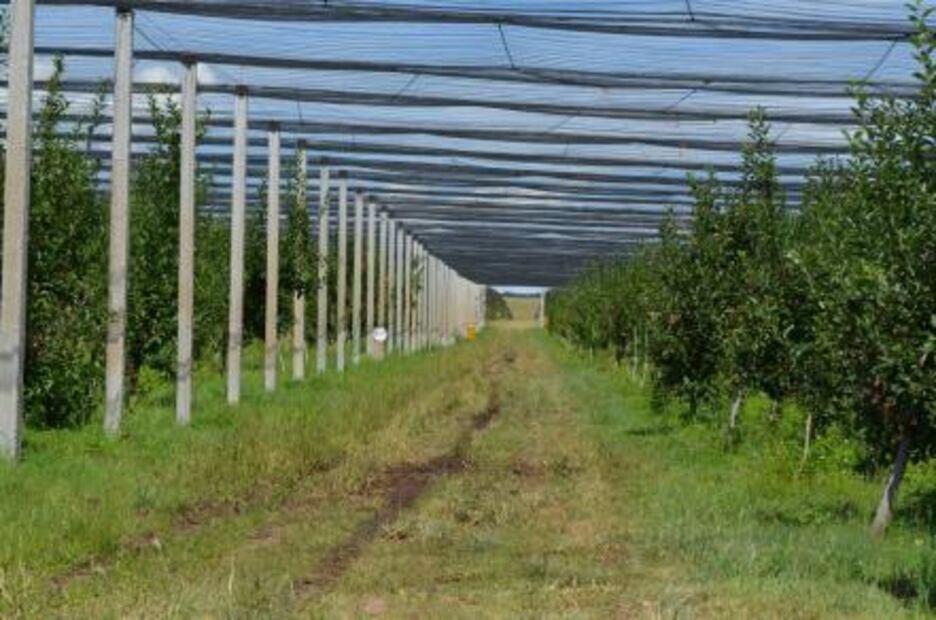 ¿Cuál es la relación entre las manzanas y el frío en Chihuahua?