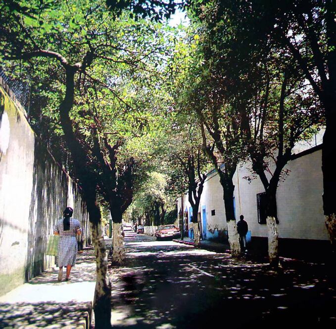 En la CDMX crecen otras especies de árboles también atractivas para los polinizadores, pero sin la centenaria longevidad que tienen otros (ARCHIVO. EL UNIVERSAL)