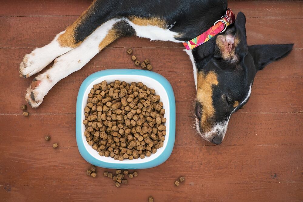 Comida para perro. Fuente: Pixabay