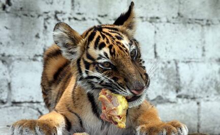 Decomisan cachorro de tigre de bengala en Chimalhuacán