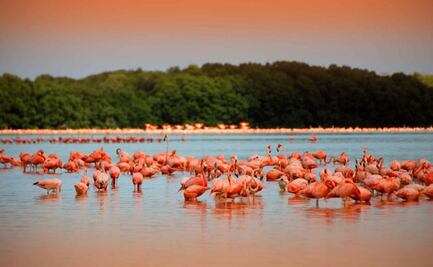 Flamencos rosados adelantan temporada de anidación en Yucatán