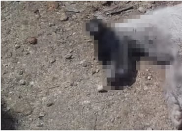 Reportan un nuevo caso de envenenamiento masivo de perritos en Yucatán; suman 15 canes esta semana