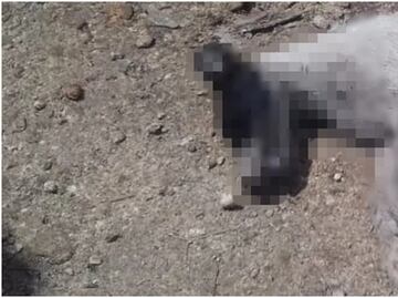 Reportan un nuevo caso de envenenamiento masivo de perritos en Yucatán; suman 15 canes esta semana