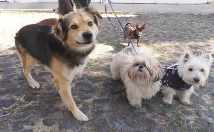 Entérate. Parques ideales para que los perros se diviertan 