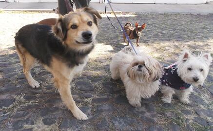 Entérate. Parques ideales para que los perros se diviertan 