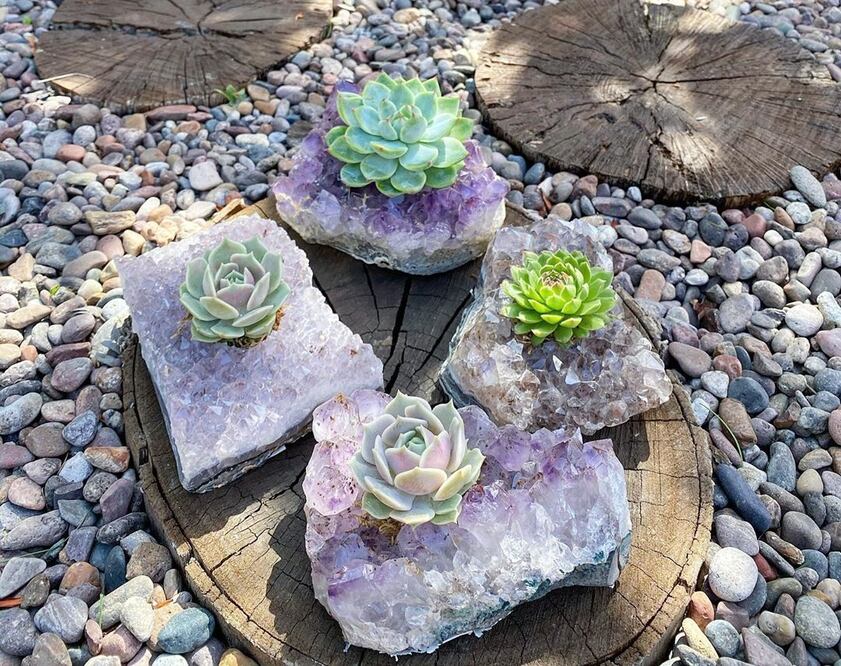 Los cuarzos serán el objeto del deseo de las amantes de las plantas y la decoración / Foto: Instagram: @infinitesucculent