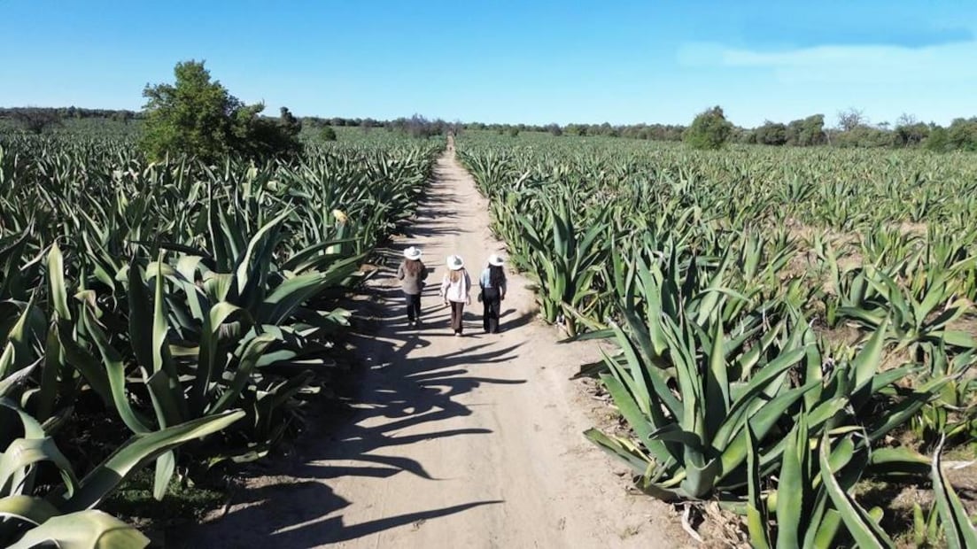 Foto: El Encanto de la Luciérnaga