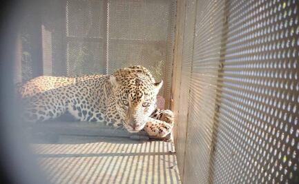 Ejidatarios capturan vivo a un jaguar en Tamaulipas; autoridades le colocan collar satelital y lo liberan