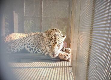 Ejidatarios capturan vivo a un jaguar en Tamaulipas; autoridades le colocan collar satelital y lo liberan