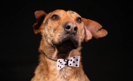 “Serafín”, el perro que nadie ha querido adoptar en Bogotá